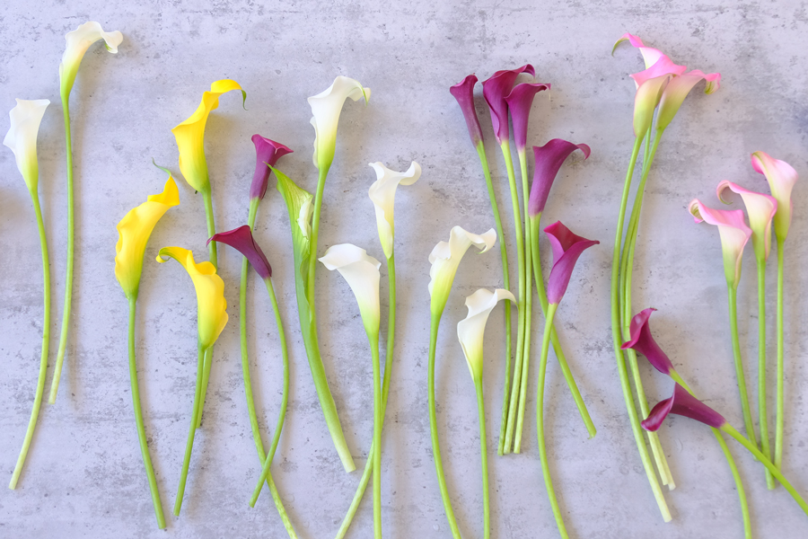 第四十一話　寒露の花あしらい「カラー」　