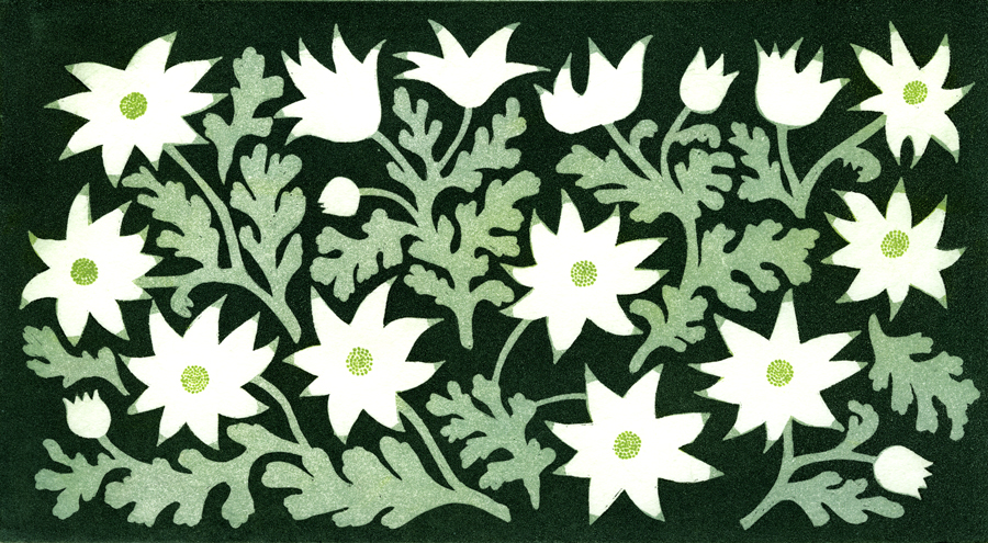 第百二十一話　霜降の花絵「フランネルフラワー」