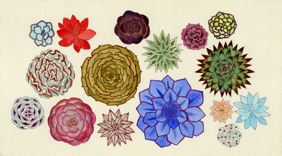 第百二十二話　小雪の花絵「エケベリア」