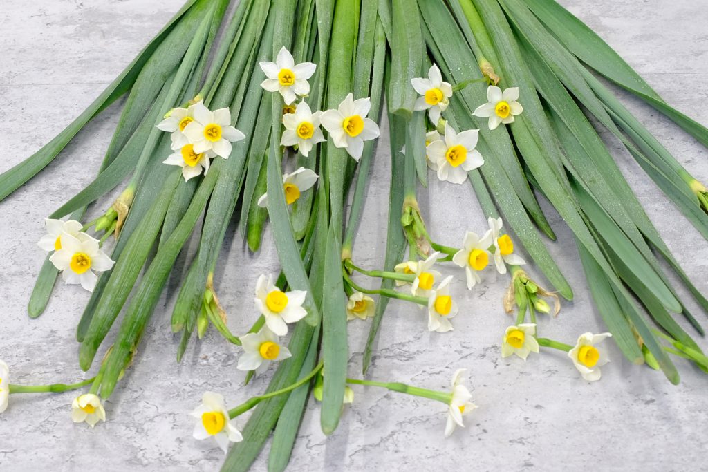 第四十四話　小寒の花あしらい「水仙」