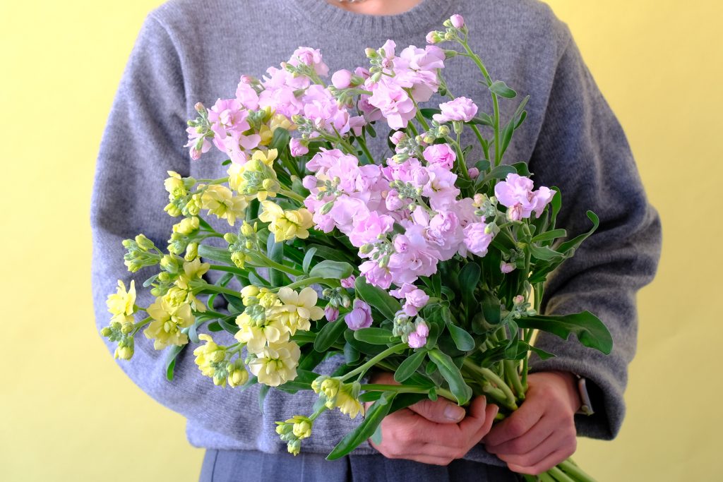 第四十五話　立春の花あしらい「ストック」　