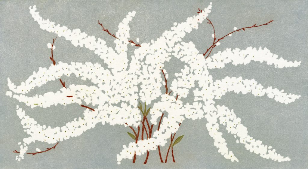 第百二十五話　雨水の花絵「雪柳」