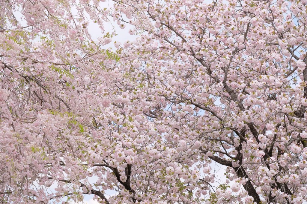 茨城・立体桜図鑑「結城農場・桜見本園」前編