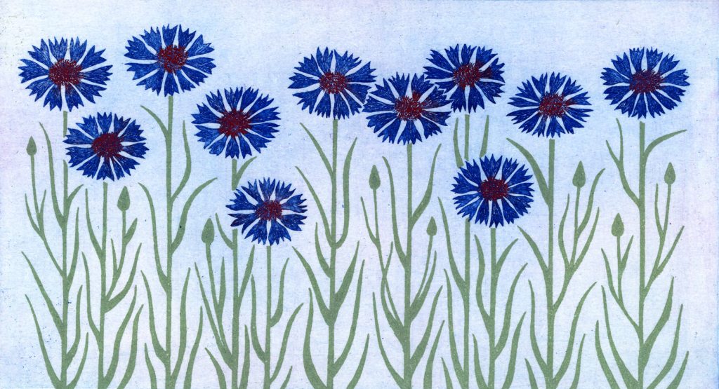 第百二十六話　春分の花絵「矢車菊」