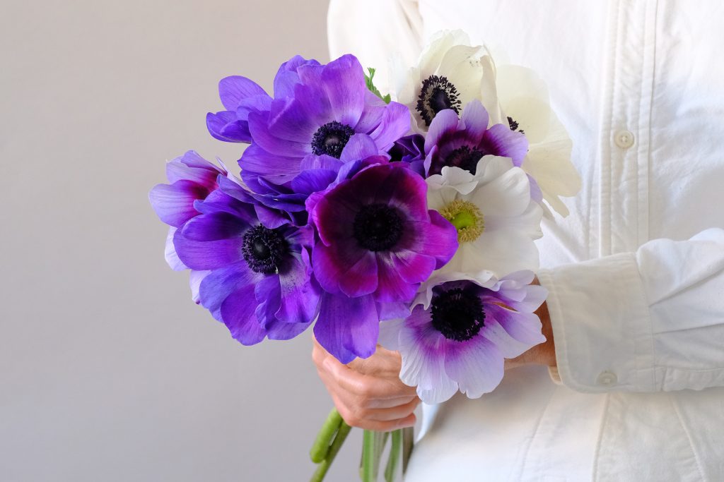 第四十六話　啓蟄の花あしらい「アネモネ」