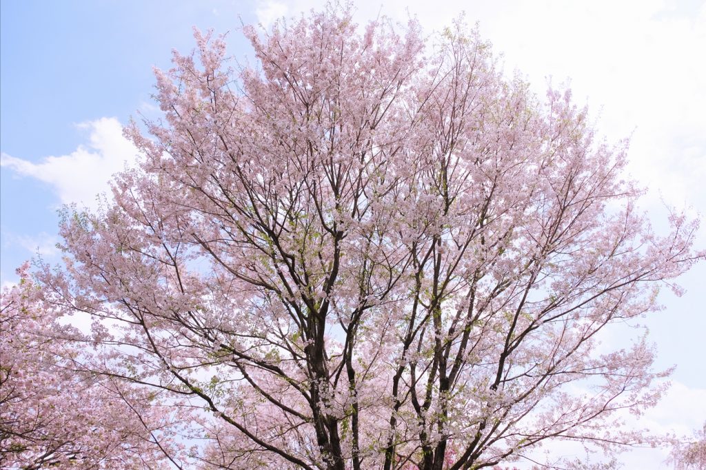 茨城・立体桜図鑑「結城農場・桜見本園」後編