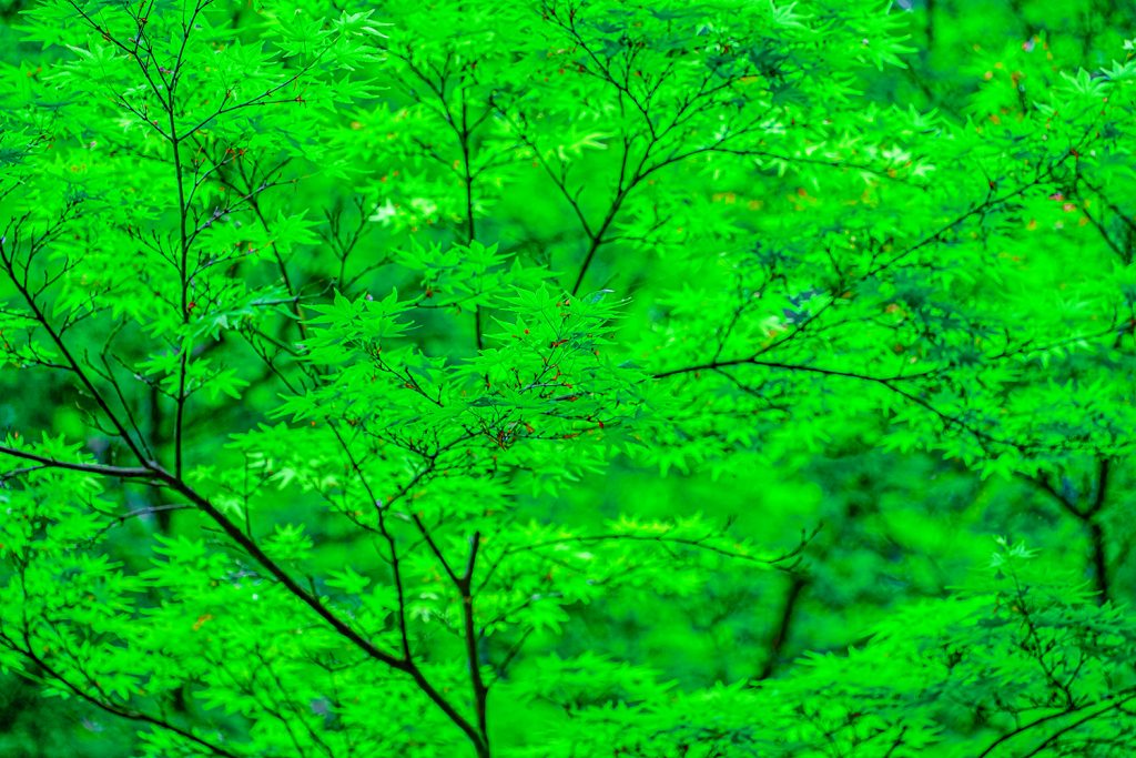 第百二話 「五月　立夏　小満」