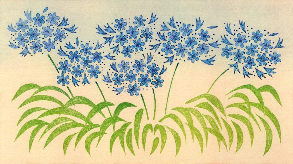 第百二十九話　芒種の花絵「アガパンサス」