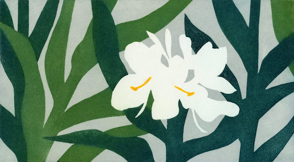 第百三十二話　白露の花絵「ジンジャーリリー（花縮砂）」