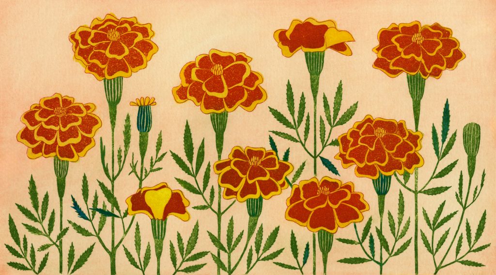 第百三十三話　寒露の花絵「マリーゴールド」