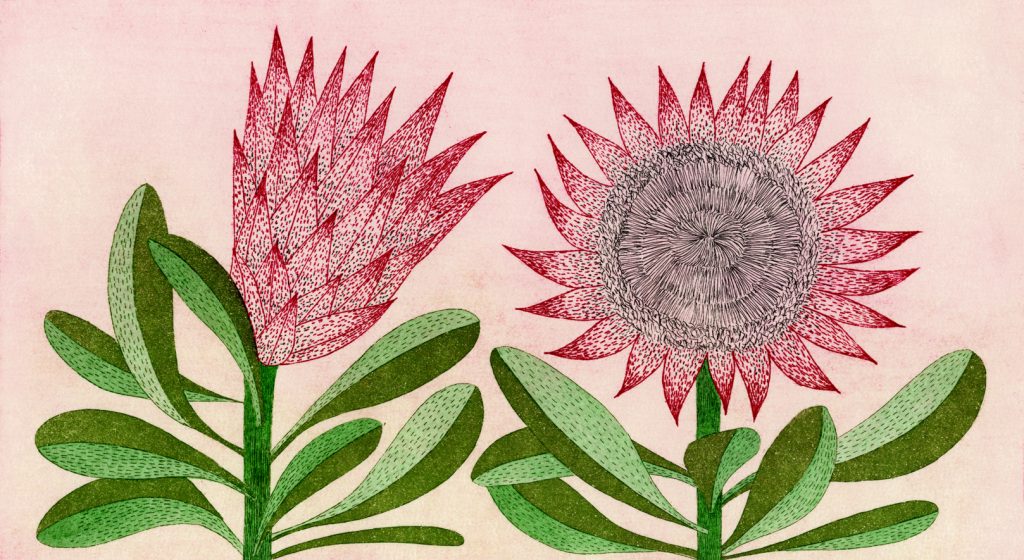 第百三十四話 立冬の花絵「キングプロテア」