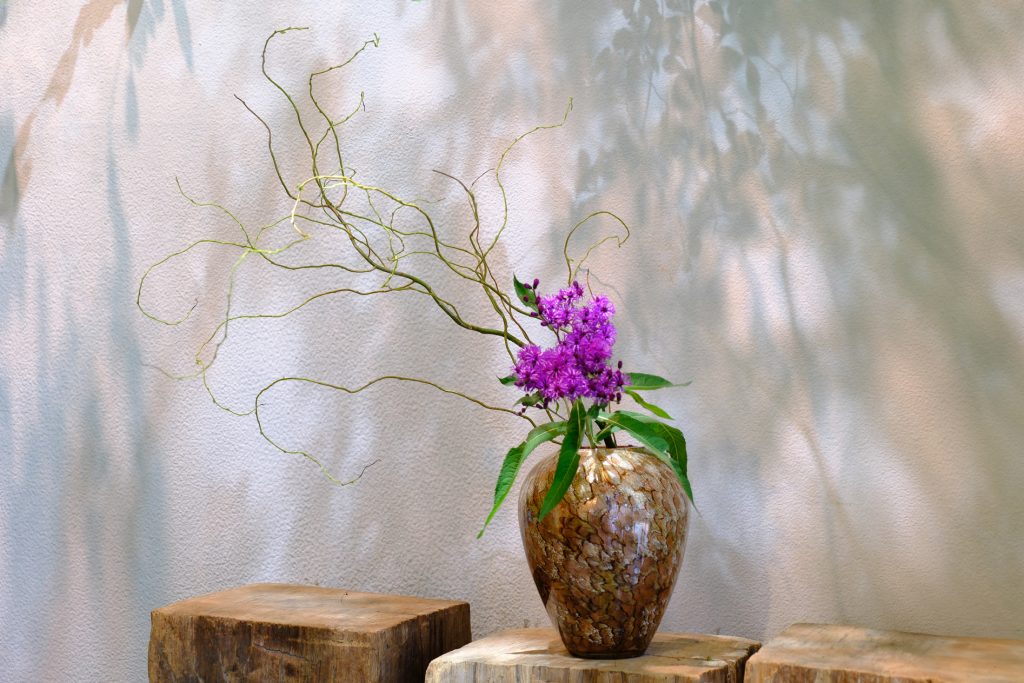 vol.11 ドラゴン柳 ──線の美しさを楽しむ