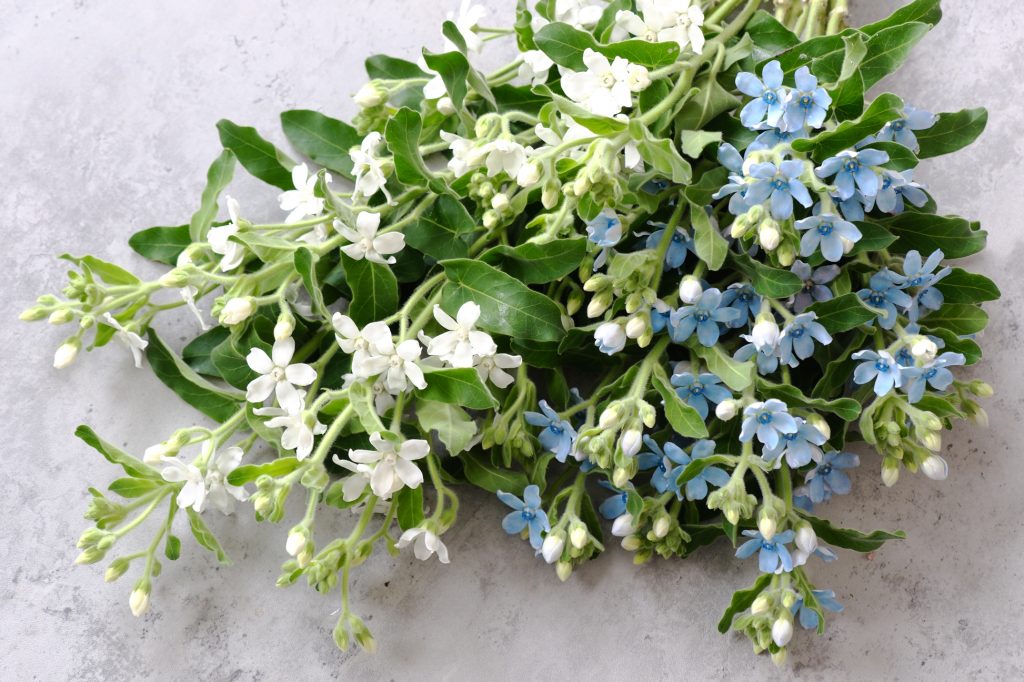 第五十五話　小雪の花あしらい「オキシペタラム」