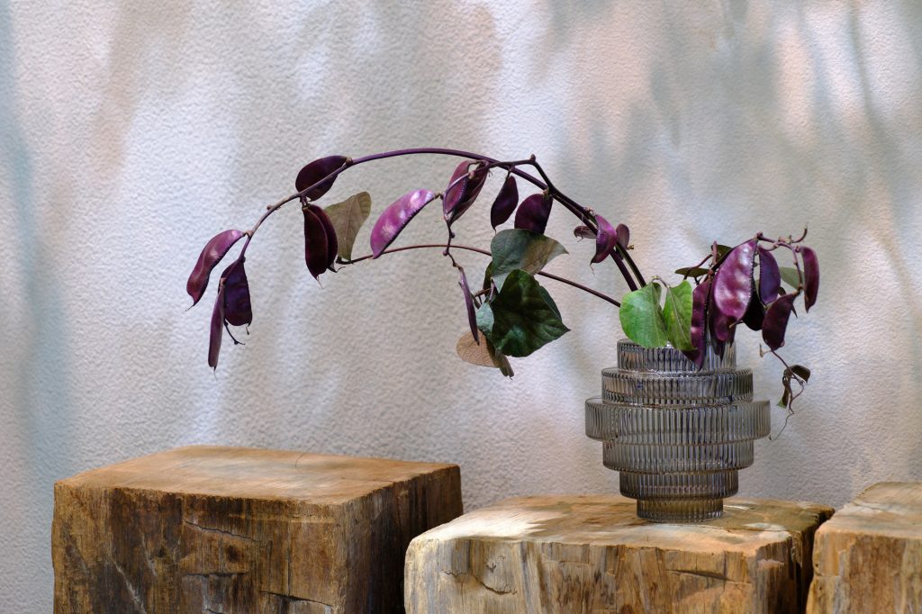 vol.13 ドリコスルビー ──初冬の気配を色と形で楽しむ