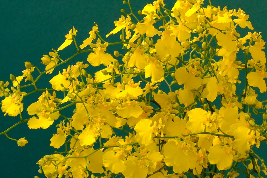 第五十六話　冬至の花あしらい「オンシジウム」