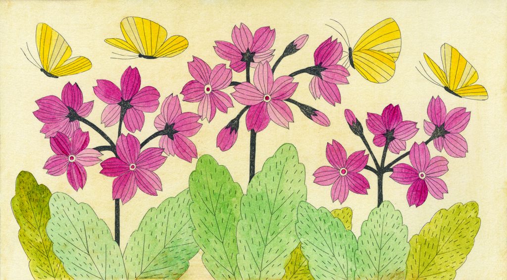 第百三十八話　啓蟄の花絵「桜草」