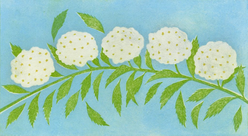 第百三十九話 清明の花絵「小手毬」