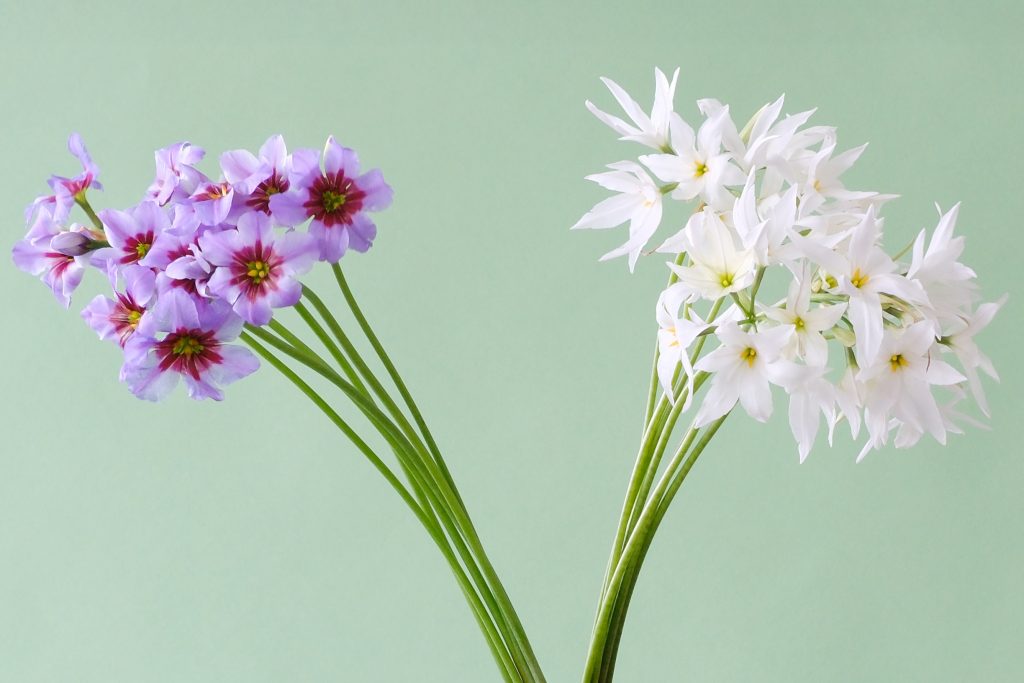 第五十九話 春分の花あしらい「リューココリーネ」