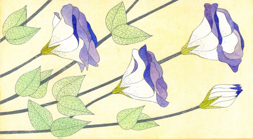 第百四十三話 処暑の花絵「トルコギキョウ」